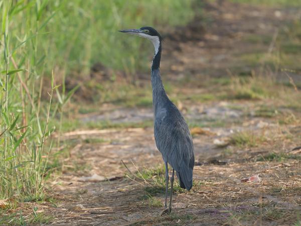 <h3><a href="/trips/gambia/biota/animalia/chordata/aves/015 pelecaniformes/002 ardeidae/ardea melanocephala/ardea melanocephala-nl.html">Ardea&nbsp;melanocephala</a> / Black‑headed&nbsp;heron / Zwartkopreiger</h3>OM-1 Mark II met OLYMPUS M.150-400mm F4.5, 1/2000 sec  bij F4.5, ISO 1600, afstand 24.7&nbsp;m